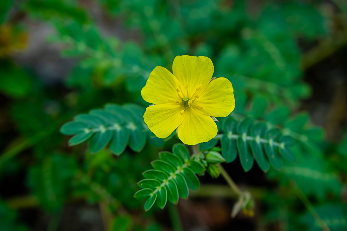 Tribulus terrestris: o que é, para que serve (e como tomar)
