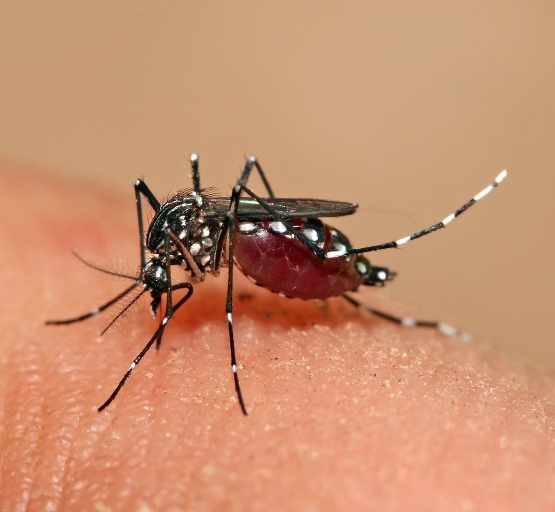 Dengue: o que é, sintomas, tratamento e prevenção (com teste online de sintomas)