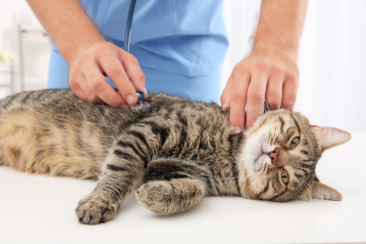 5 doenças transmitidas pelos gatos (e como evitar)