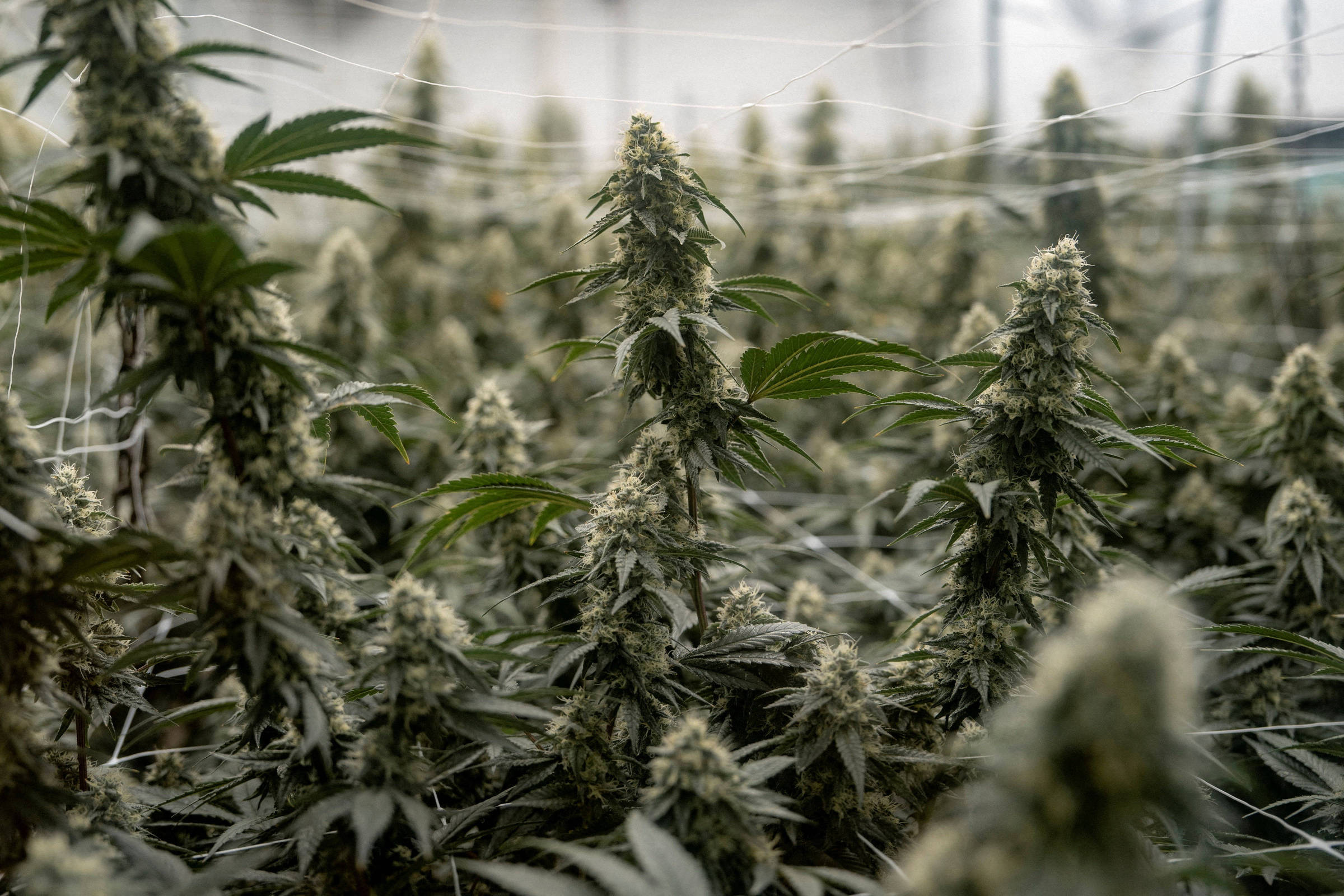 Marcas burlam regras da Anvisa e oferecem produtos de Cannabis medicinal na internet